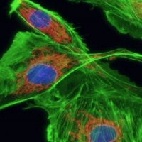 PCR熒光濾光片怎么選型？